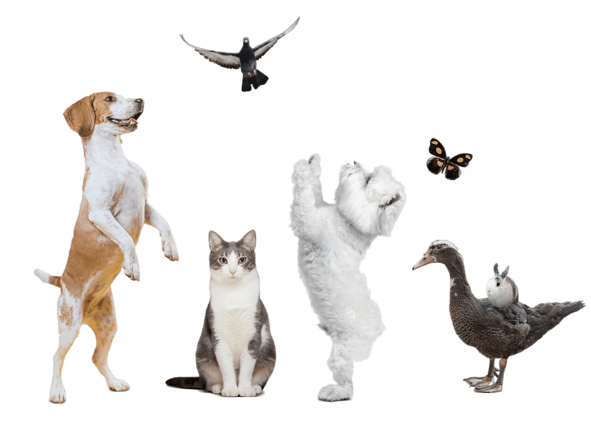 Pet